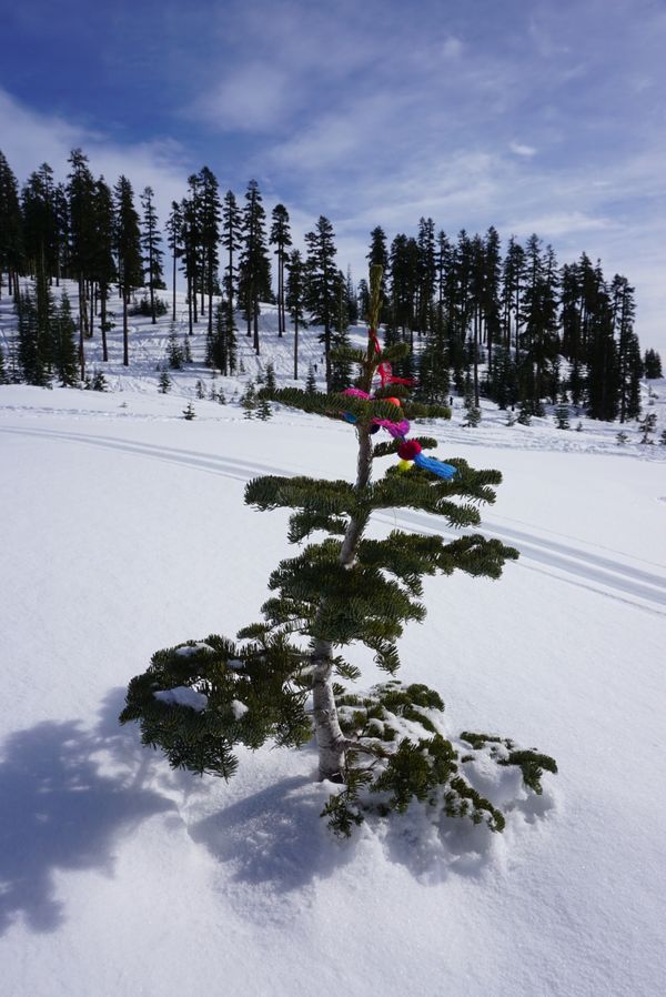 アメリカ(米国)・カリフォルニア、マウントシャスタ「マウントシャスタでスノーボード」の写真