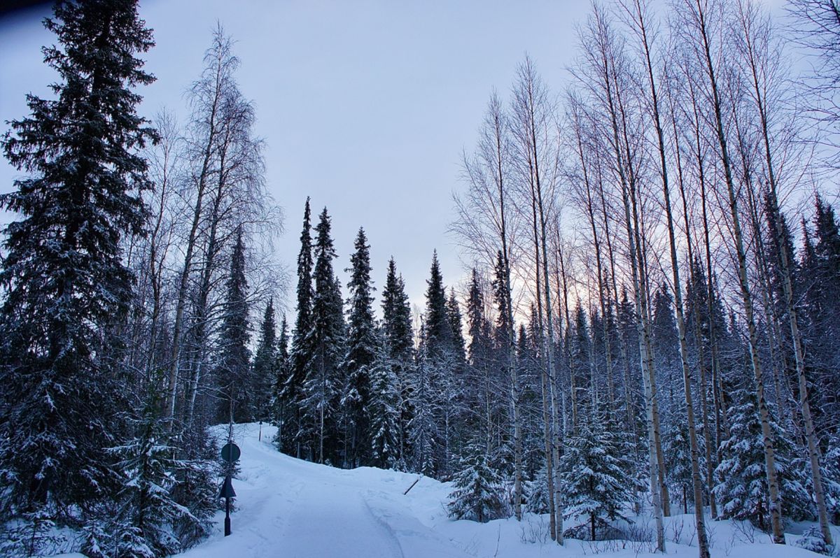 ルオストの森
静かでとっても綺麗
目の前をトナカイの家族が通りました