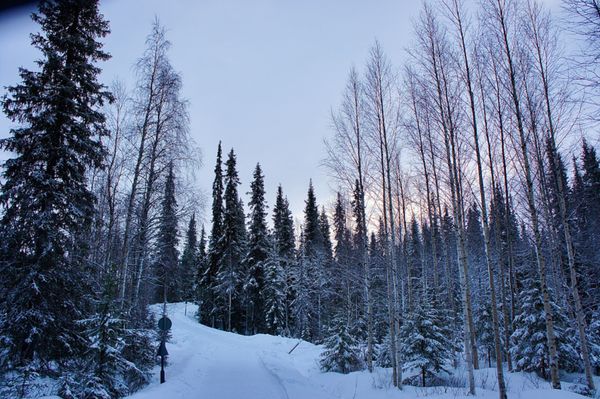フィンランド「フィンランドとドイツの旅・フィンランド」の写真：ルオストの森
静かでとっても綺麗
目の前...