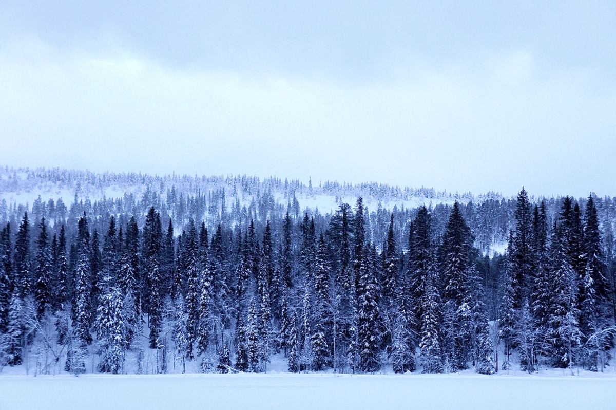 ルオストの森
静かでとっても綺麗
目の前をトナカイの家族が通りました