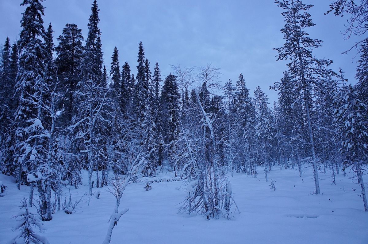 ルオストの森
静かでとっても綺麗
目の前をトナカイの家族が通りました