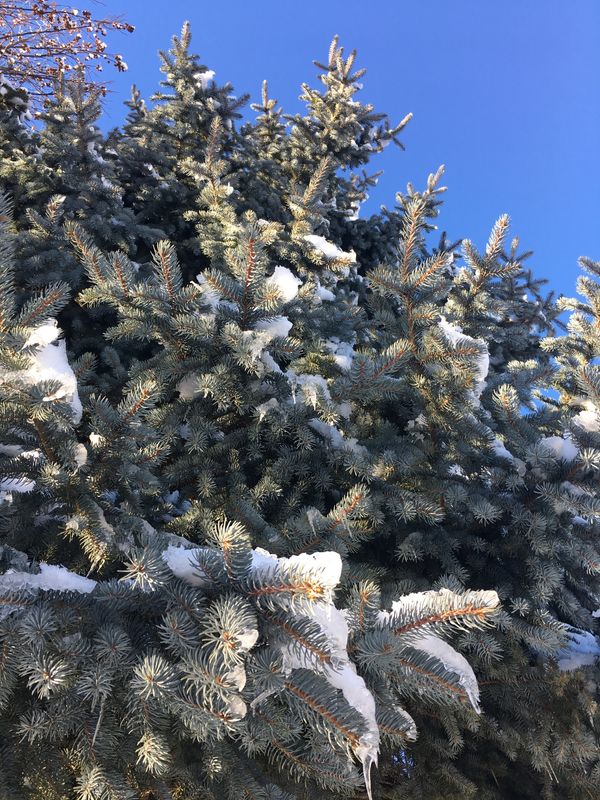 アメリカ(米国)・カリフォルニア、マウントシャスタ「マウントシャスタでスノーボード」の写真