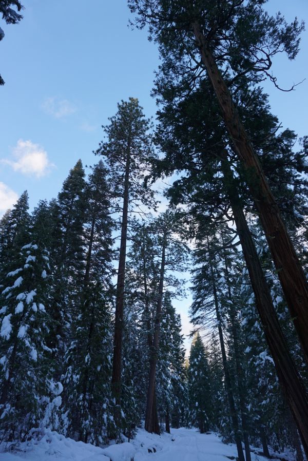 アメリカ(米国)・カリフォルニア、マウントシャスタ「マウントシャスタでスノーボード」の写真