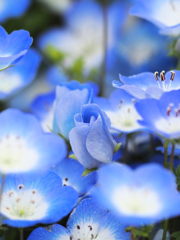 日本・栃木県「国営ひたちなか海浜公園」の写真