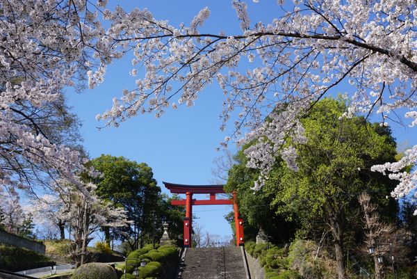 日本・群馬県、富岡「桜の富岡製糸場・貫前神社」の写真