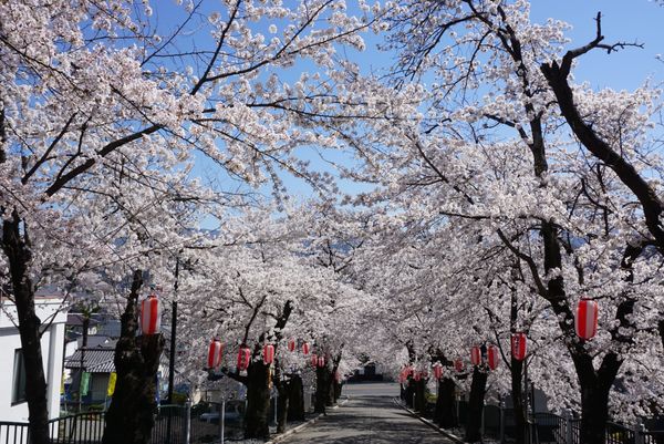 日本・群馬県、富岡「桜の富岡製糸場・貫前神社」の写真