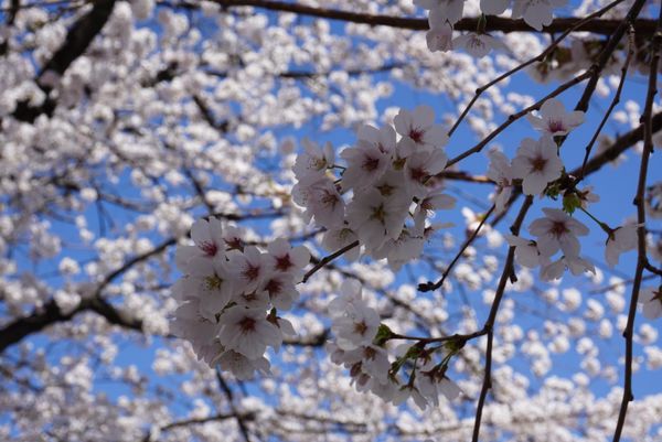 日本・群馬県、富岡「桜の富岡製糸場・貫前神社」の写真