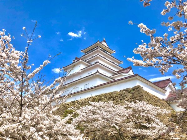 日本・会津若松「会津若松旅行」の写真：会津若松城
天守と桜と青い空、完璧です！