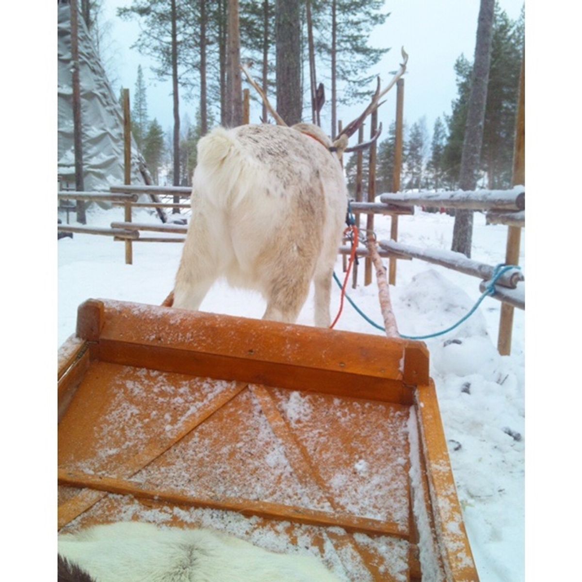 雪景色が綺麗だったロヴァニエミ。
冬のフィンランドもとても魅力的で何度で...
