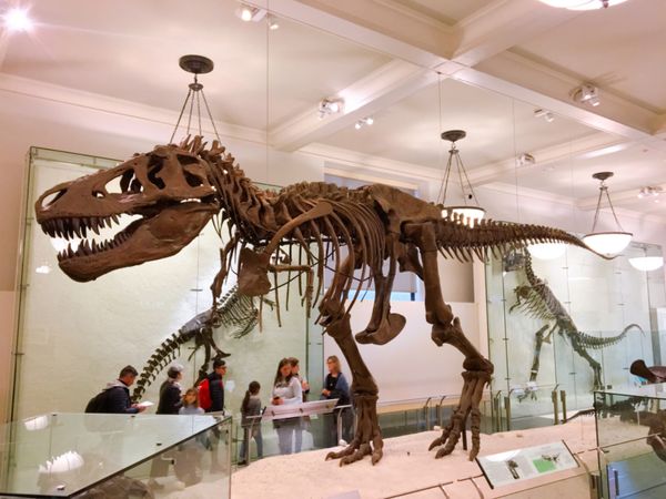 アメリカ(米国)・ニューヨーク「NEW YORK」の写真