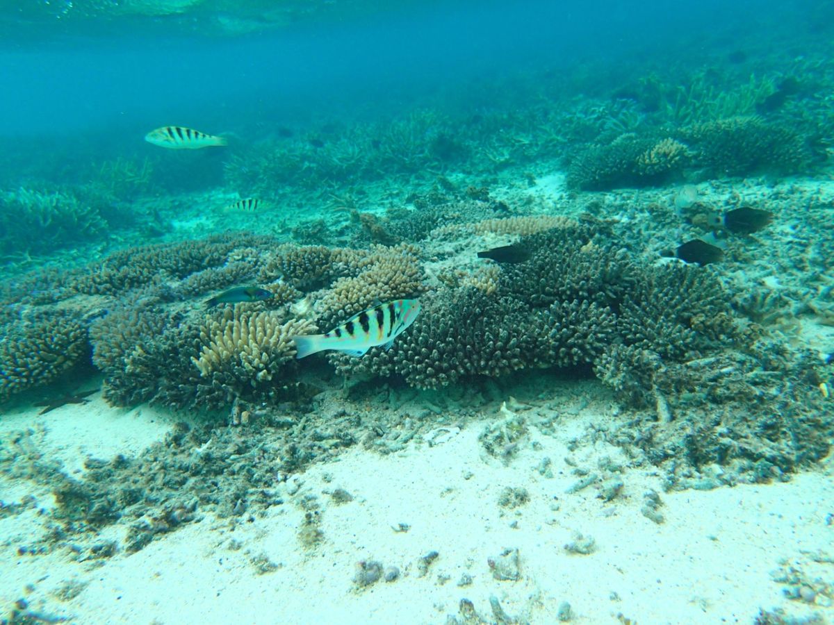 冷たかった海。透明度は抜群(曇りだったのに)