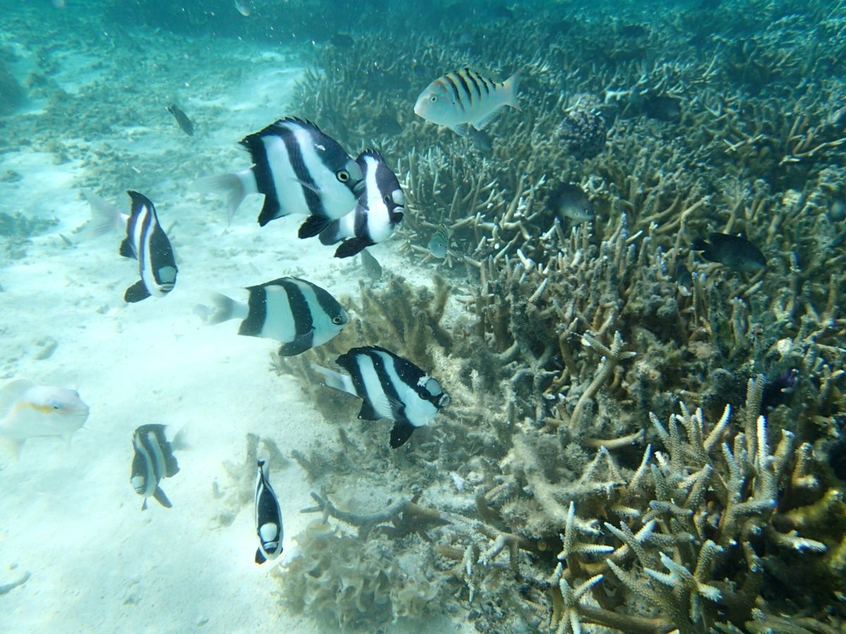 冷たかった海。透明度は抜群(曇りだったのに)