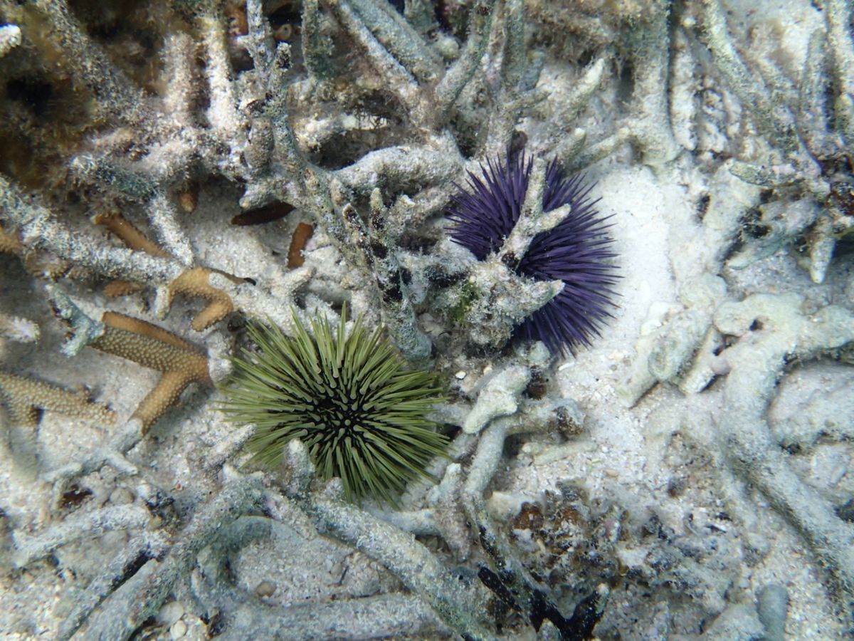 冷たかった海。透明度は抜群(曇りだったのに)