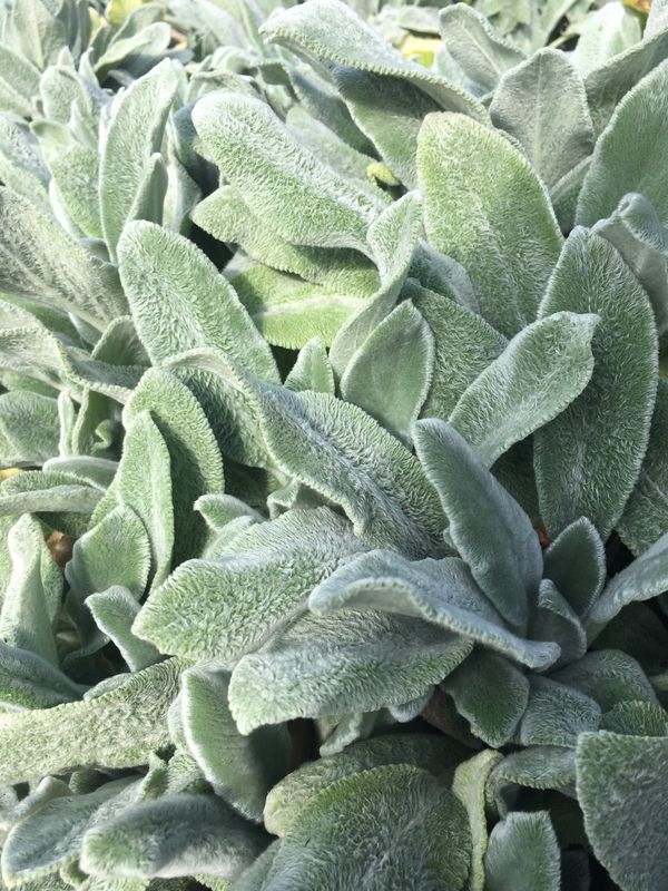 イギリス(英国)・ケンブリッジ「ケンブリッジ」の写真