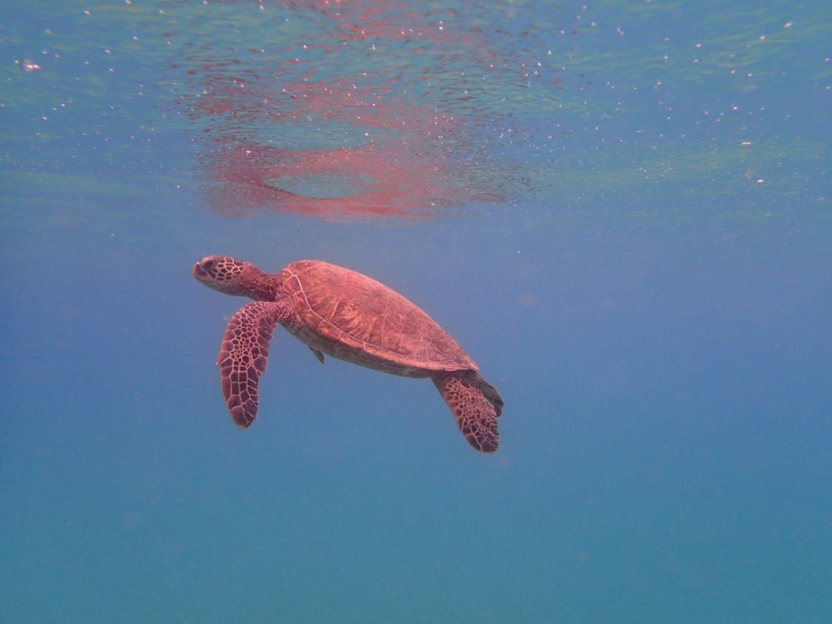 シュノーケリングはオアフ島北部のShark's Coveが圧倒的にオススメ...
