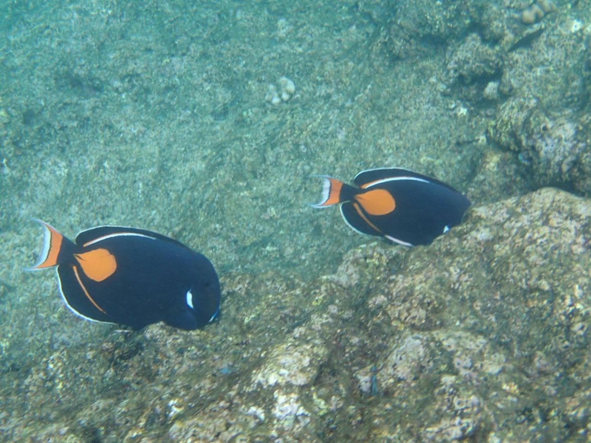 シュノーケリングはオアフ島北部のShark's Coveが圧倒的にオススメ...