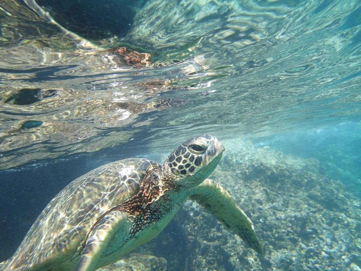シュノーケリングはオアフ島北部のShark's Coveが圧倒的にオススメ...