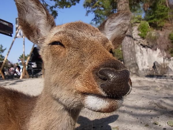 日本・広島「日本 広島の旅」の写真