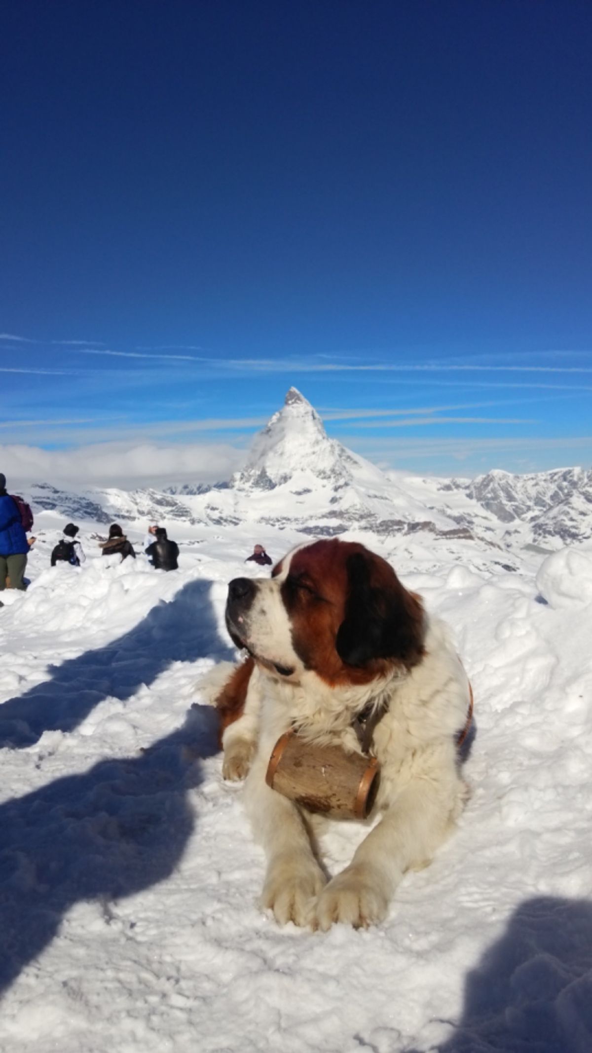 マッターホルンとセントバーナード。
まさにスイス🇨🇭
ハイジの世界も広がっ...