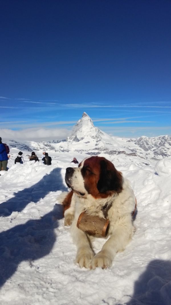 スイス・グリンデルワルド、ツェルマット、チューリッヒ「ツェルマット、グリンデルワルド、チューリッヒ」の写真：マッターホルンとセントバーナード。
まさ...