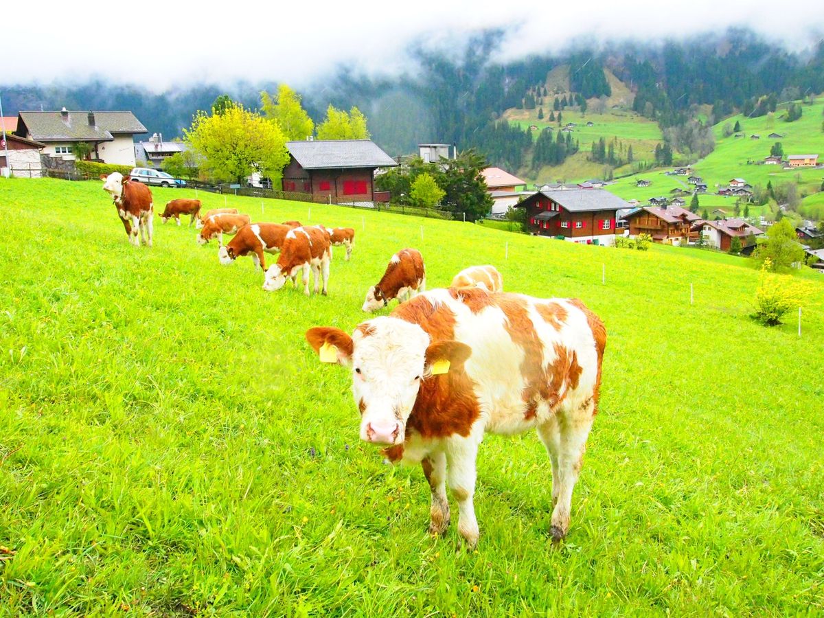 マッターホルンとセントバーナード。
まさにスイス🇨🇭
ハイジの世界も広がっ...