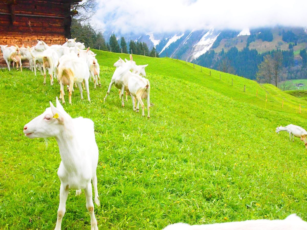 マッターホルンとセントバーナード。
まさにスイス🇨🇭
ハイジの世界も広がっ...