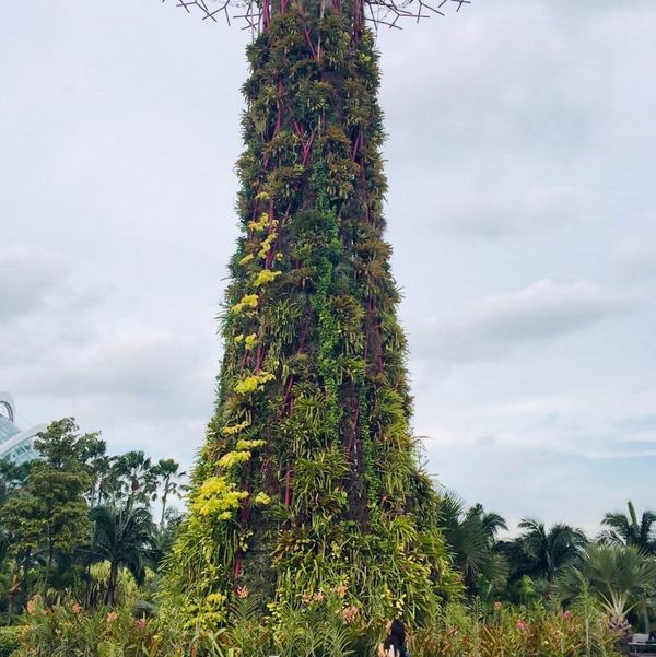 シンガポール「シンガポール」の写真