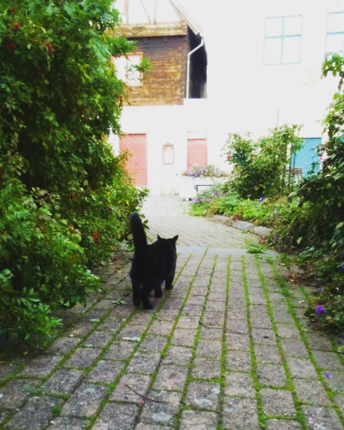 魔女の宅急便の舞台になったともいわれているゴットランド島のヴィスビー。
...