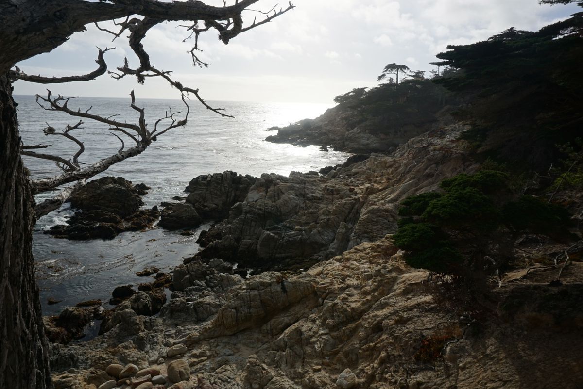 17マイルドライブ！西海岸の景勝地をドライブ！