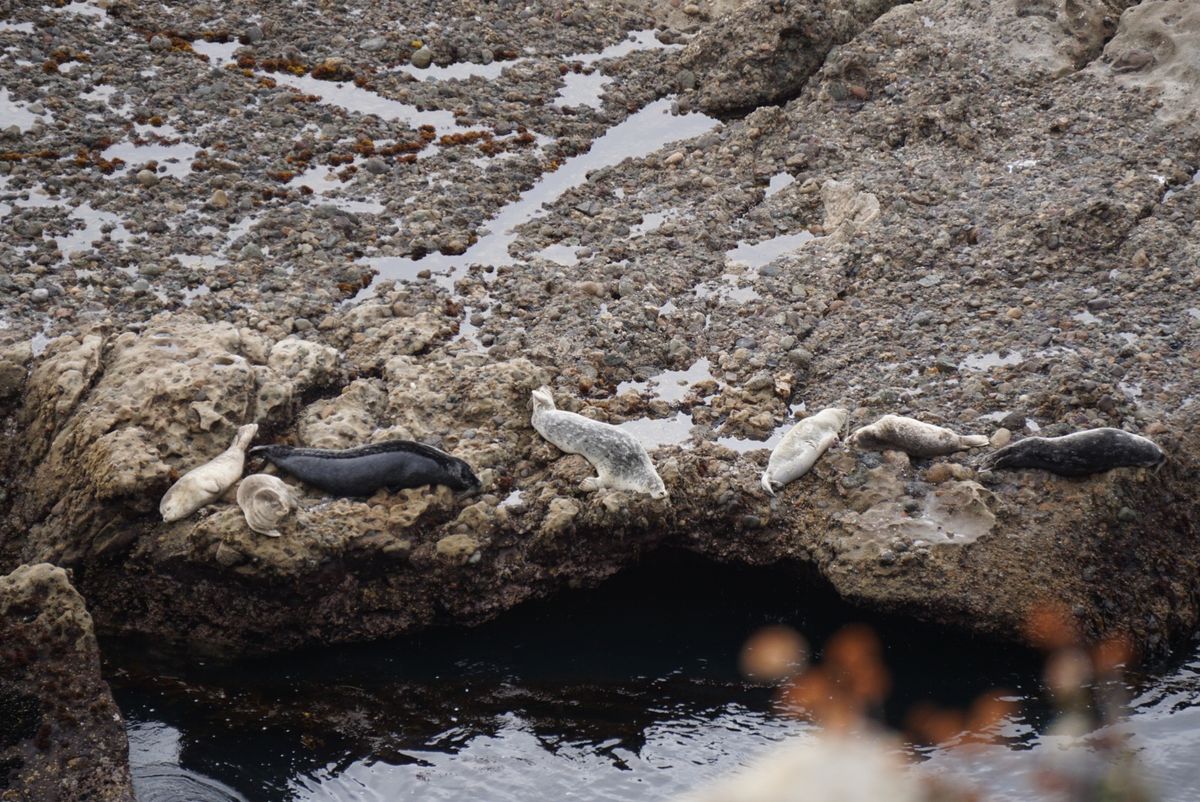 ボマイントロボスステート保護区。カリフォルニアの州立公園！野生のアザラシが...