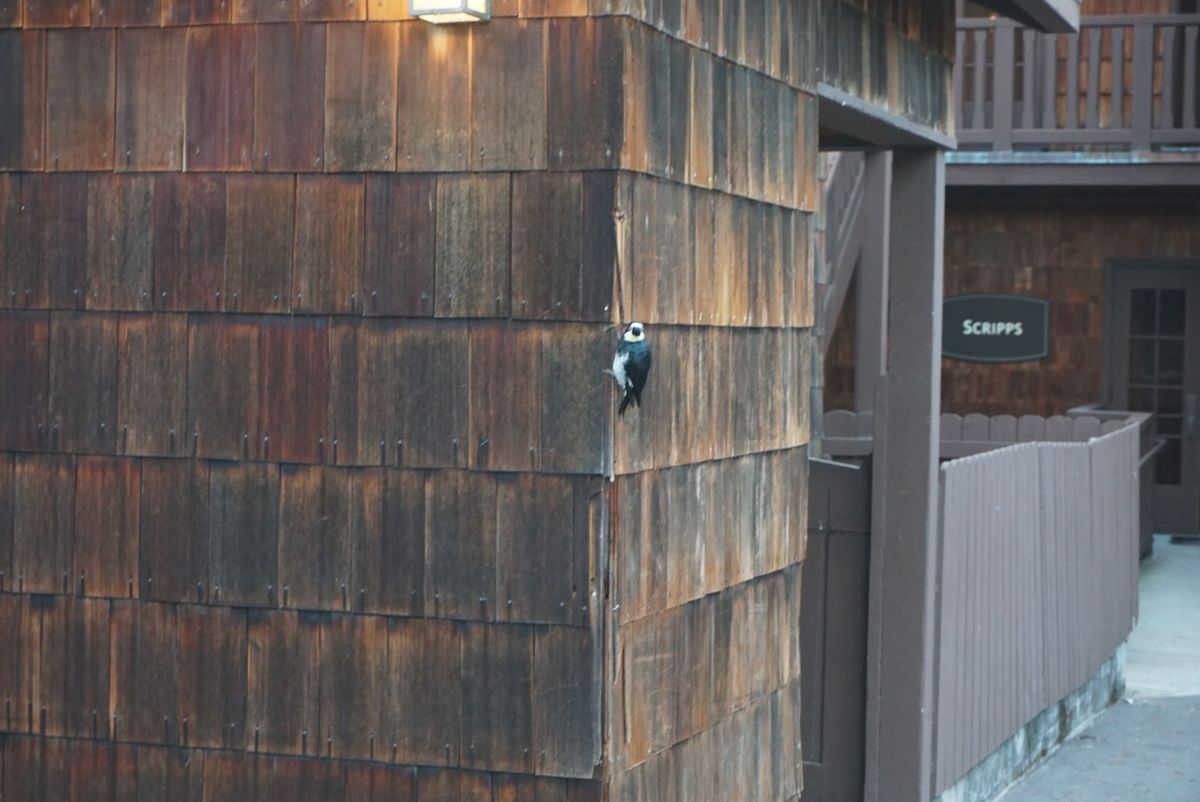 宿泊はアジロマホテル&カンファレンスグラウンズ！キツツキやタヌキに会えました。