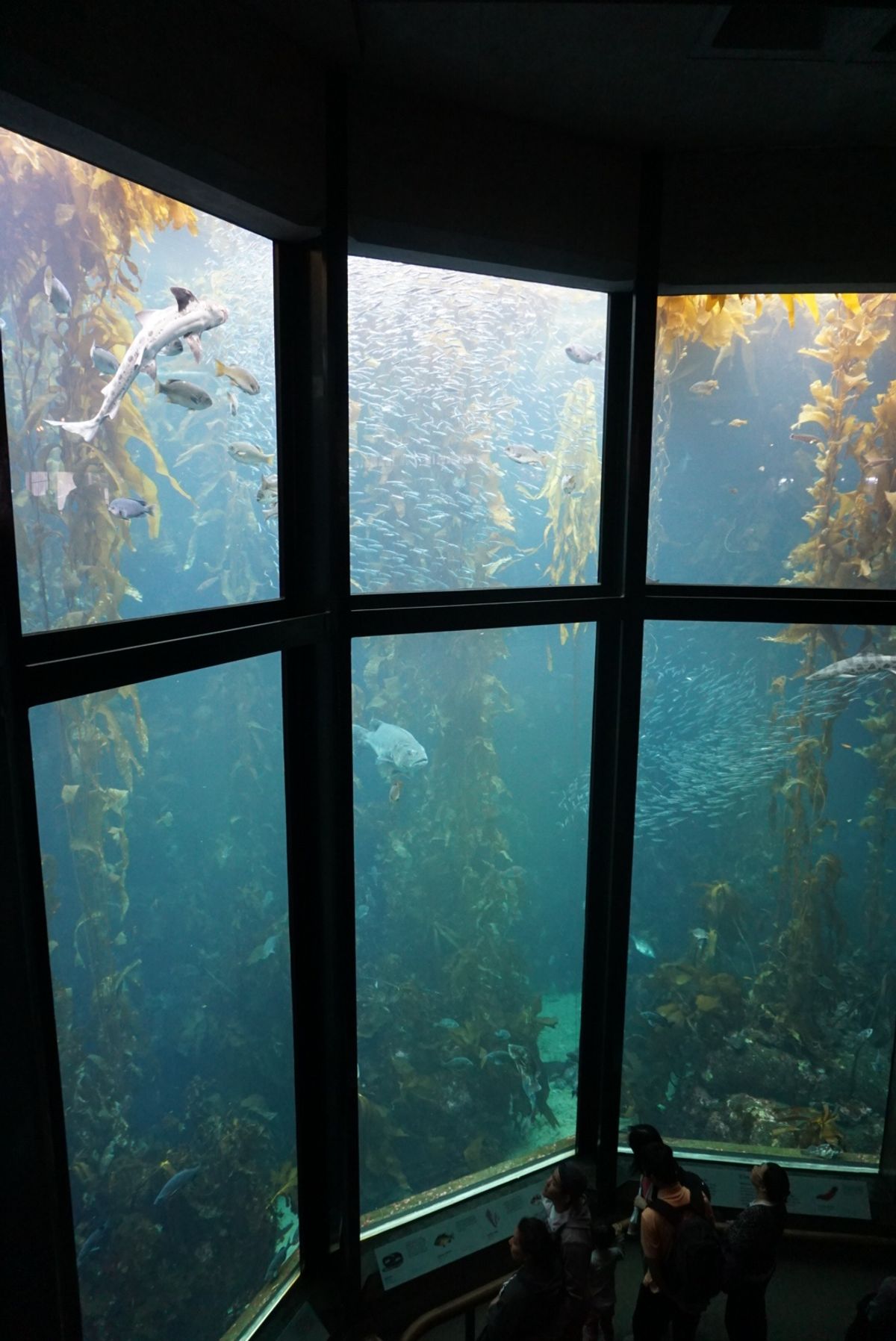 モントレーベイ水族館はモントレー湾に住む生き物をメインに約550種類の動植...