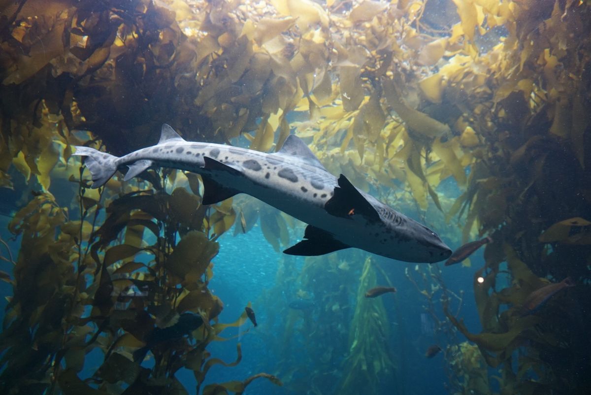 モントレーベイ水族館はモントレー湾に住む生き物をメインに約550種類の動植...