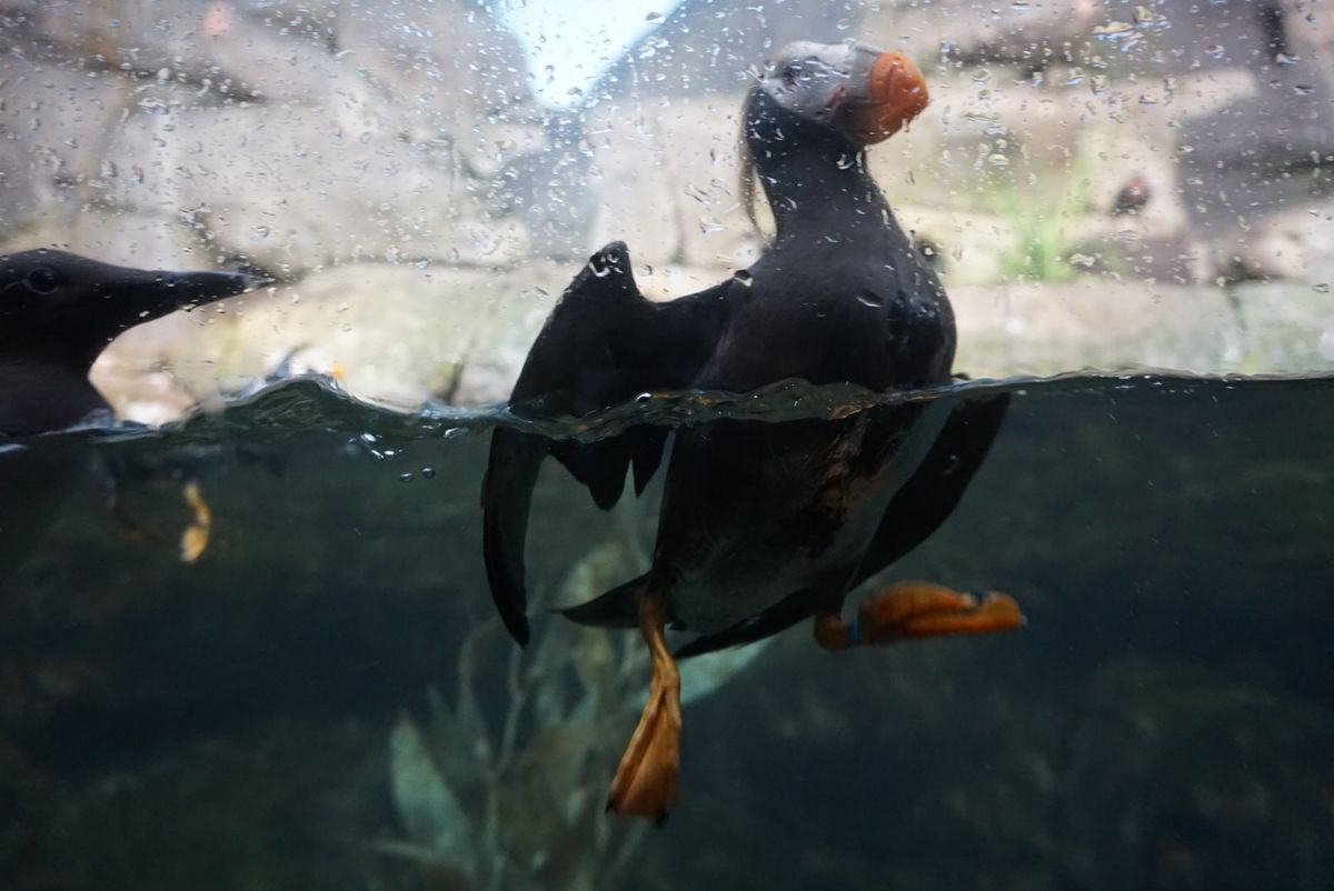 モントレーベイ水族館はモントレー湾に住む生き物をメインに約550種類の動植...