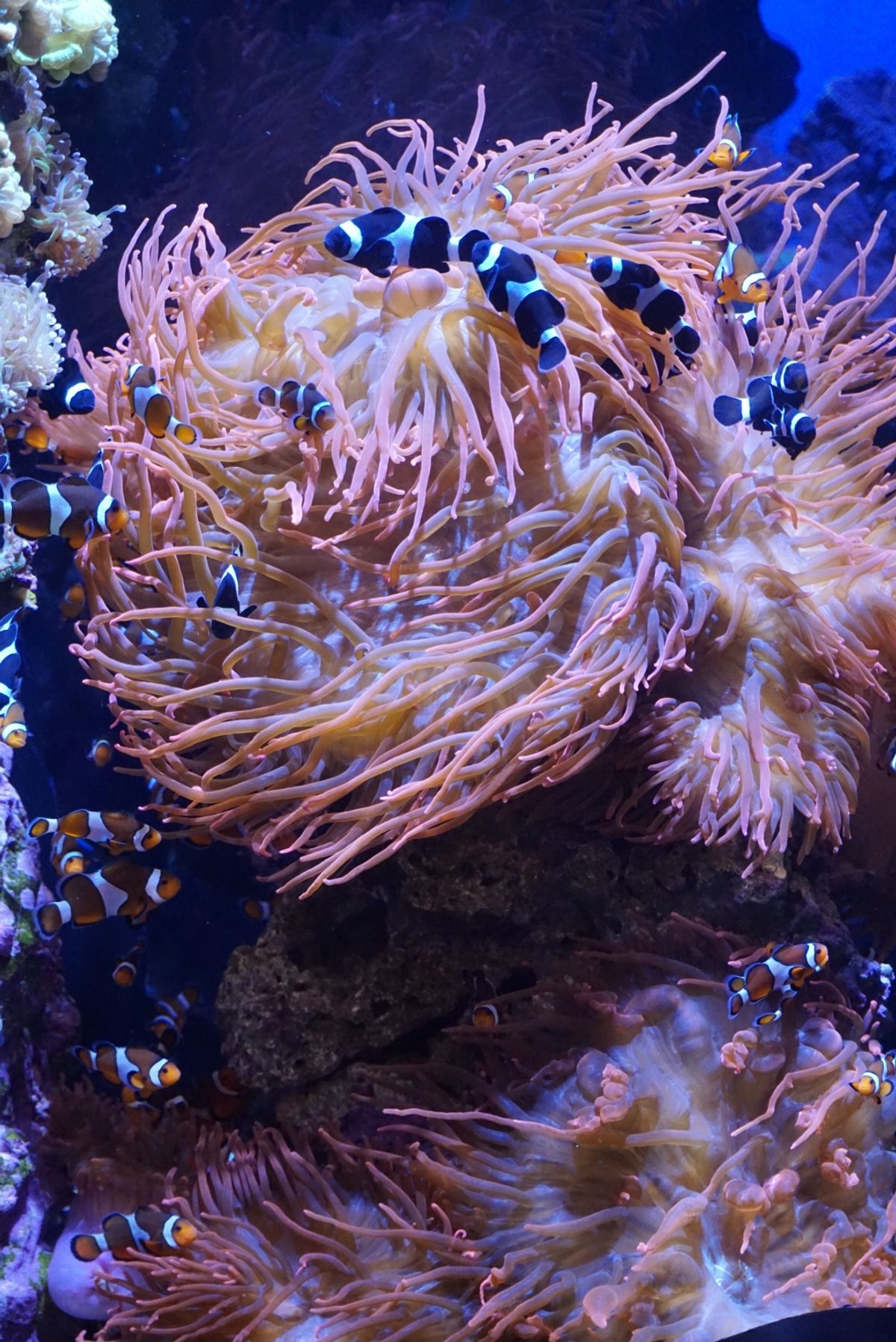 モントレーベイ水族館はモントレー湾に住む生き物をメインに約550種類の動植...