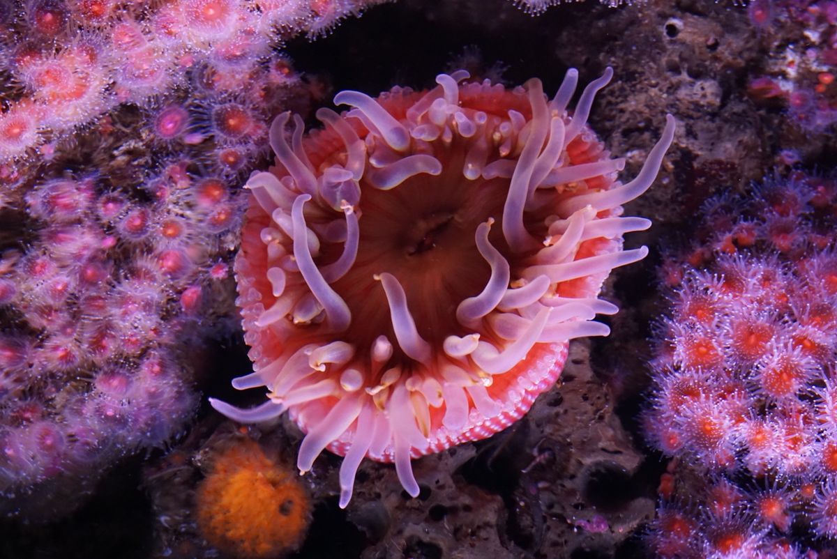 モントレーベイ水族館はイワシの缶詰工場をリノベーション！煙突もその名残かな⁈
