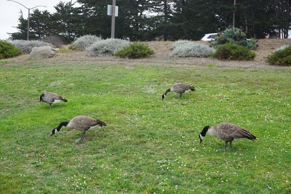 アメリカ(米国)・カリフォルニア・モントレー・カーメルバイザシー「モントレー・カーメルバイザシー」の写真