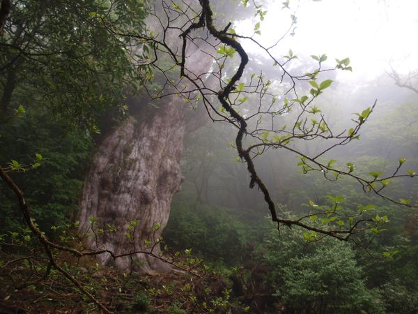 日本・鹿児島県「縄文杉トレッキング@屋久島」の写真
