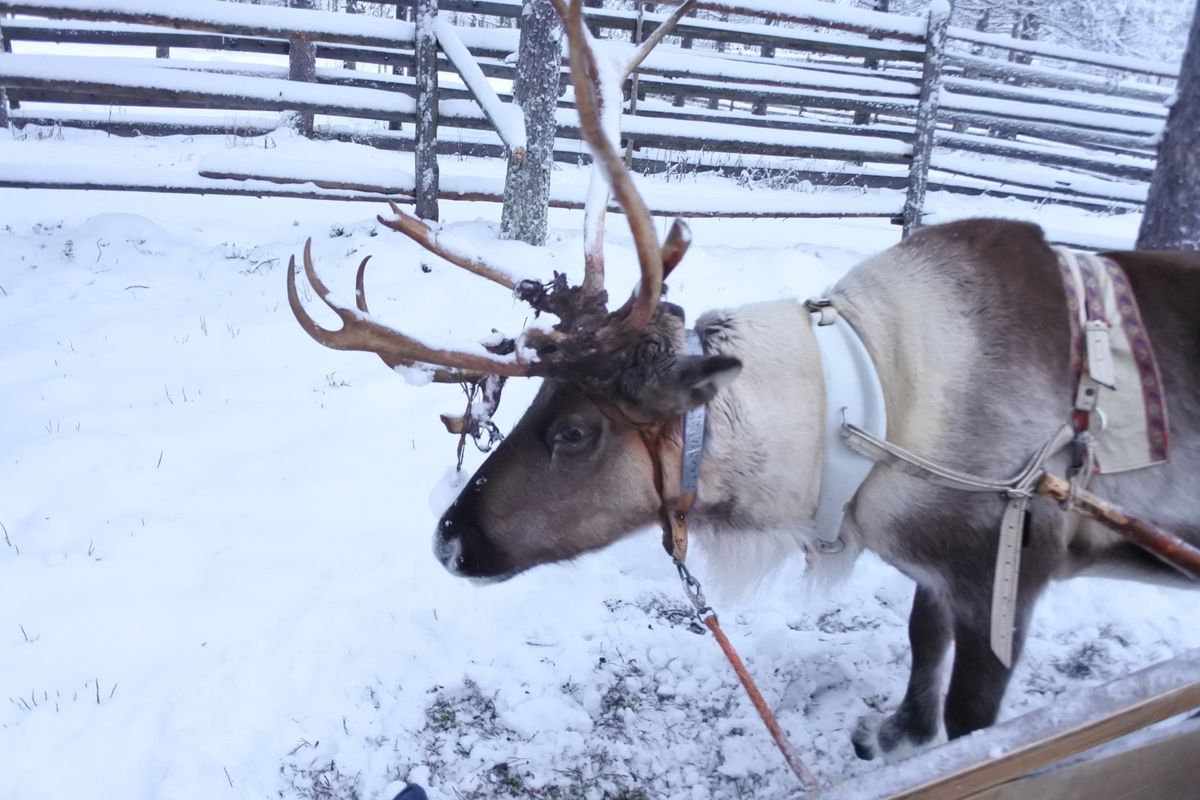 ロヴァニエミの街並み。
元・世界最北のマクドナルドがありました。
街中には...