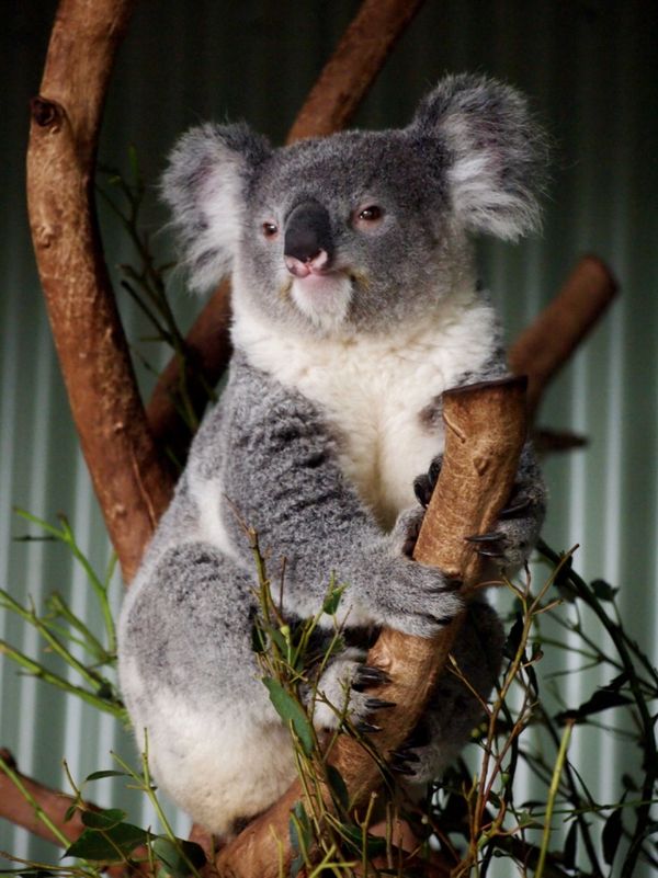 オーストラリア連邦・メルボルン「友人に会いにオーストラリアへ」の写真