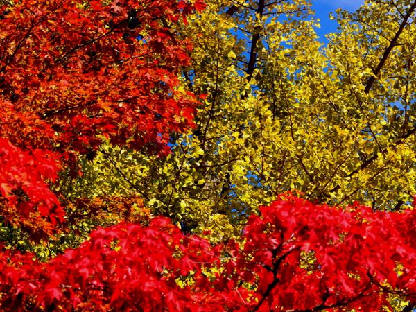 日本・和歌山県「宿坊に泊まる@高野山」の写真