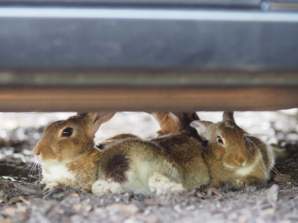 日本・広島県「ウサギのいる大久野島」の写真