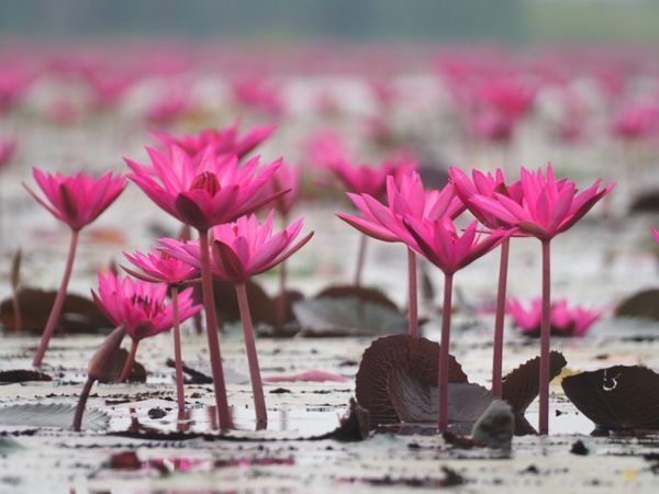 タイ・バンコク「タレープアデーン@タイ」の写真