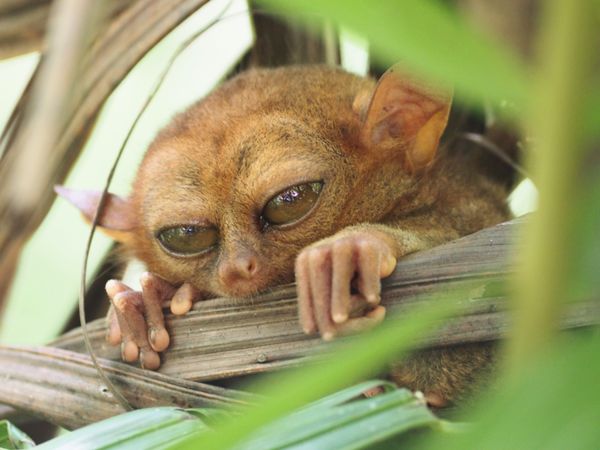 フィリピン・セブ島「ターシャに会いにボホール島へ」の写真