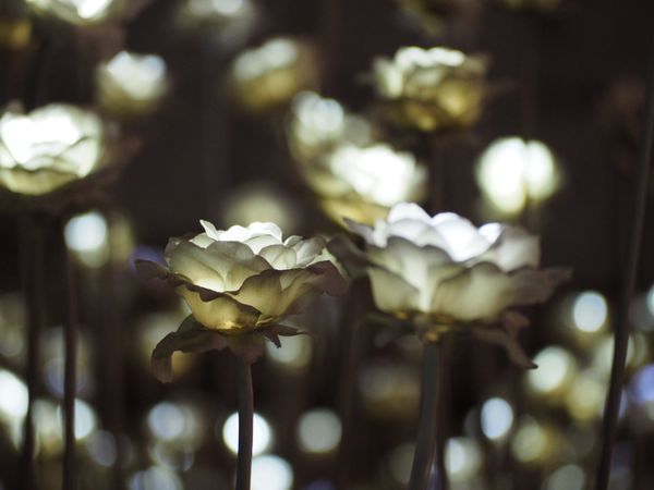 大韓民国 (韓国)・ソウル「カンジャンケジャン食べ放題@ソウル」の写真