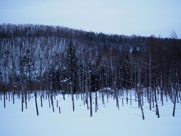 日本・北海道「そうだ 冬の美瑛、行こう」の写真