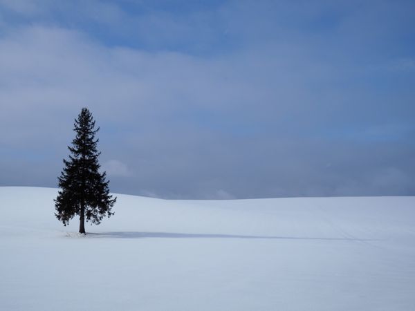 日本・北海道「そうだ 冬の美瑛、行こう」の写真