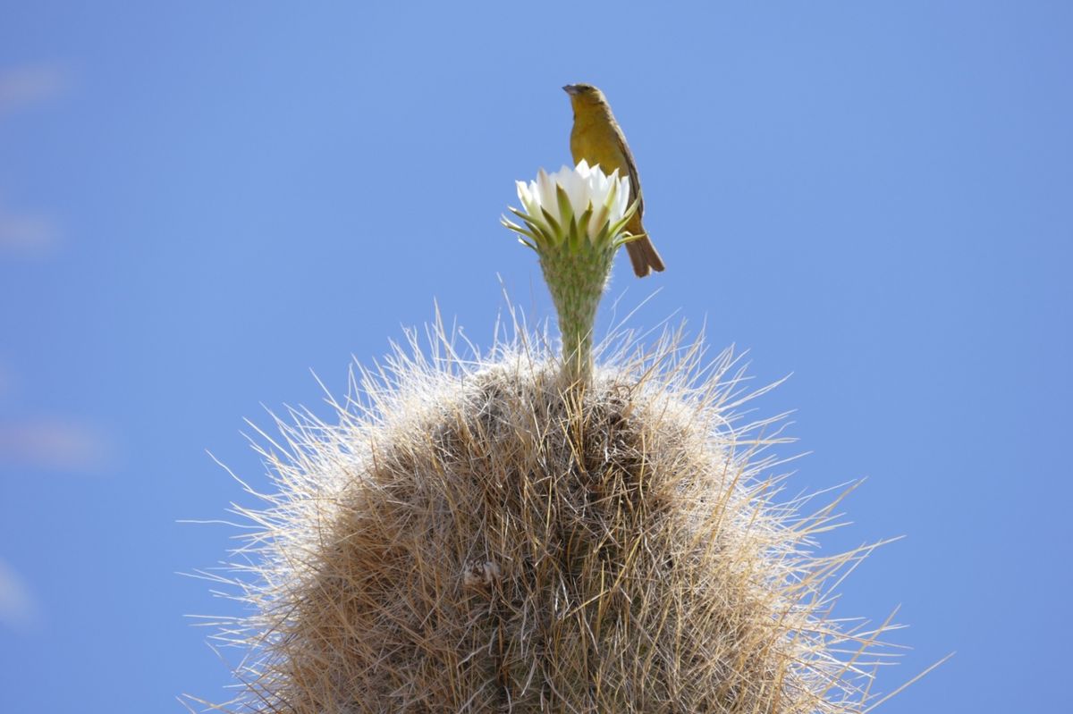 ①ウユニ塩湖の近くのサボテン🌵に止まっていた鳥。
②ウユニ塩湖
③列車の墓...