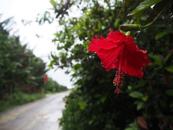 日本・竹富島「梅雨真っ只中の石垣島へ」の写真