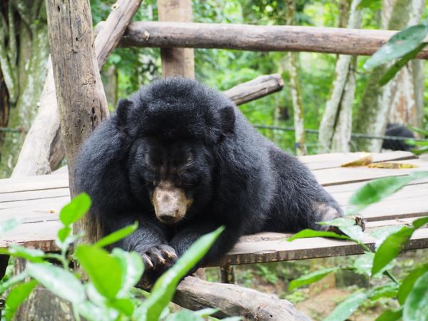 ラオス人民民主共和国・ルアンパバーン「ルアンパバーンひとりっぷ」の写真